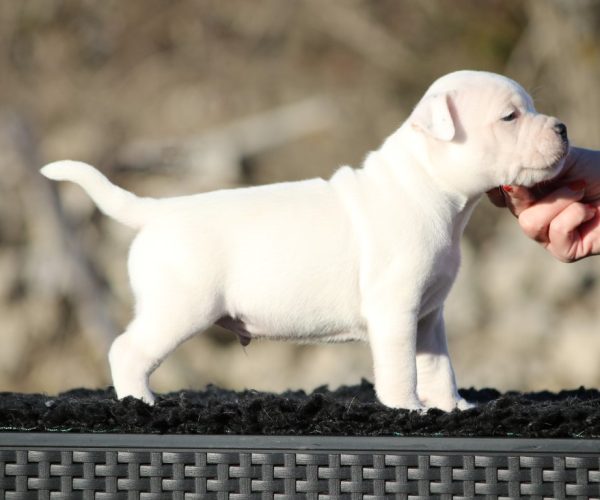 Litter M male